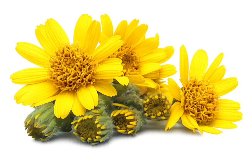 Arnica Montana Flower Extract