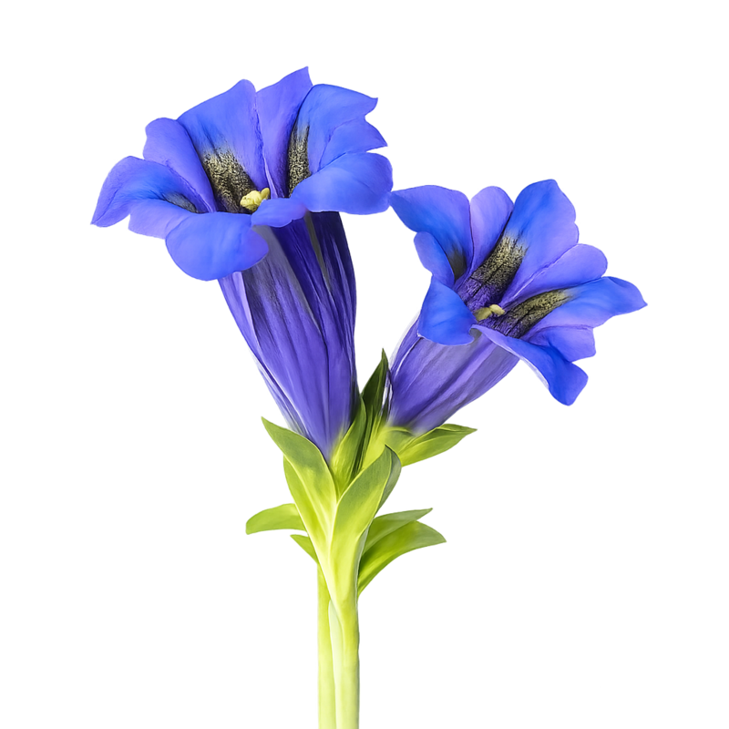 Gentiana Lutea Root Extract