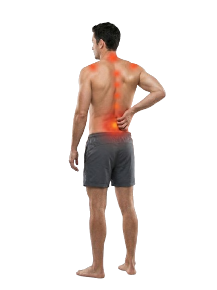 Illustration showing the key back, neck, shoulder, and muscle areas Alpine Balm helps relieve